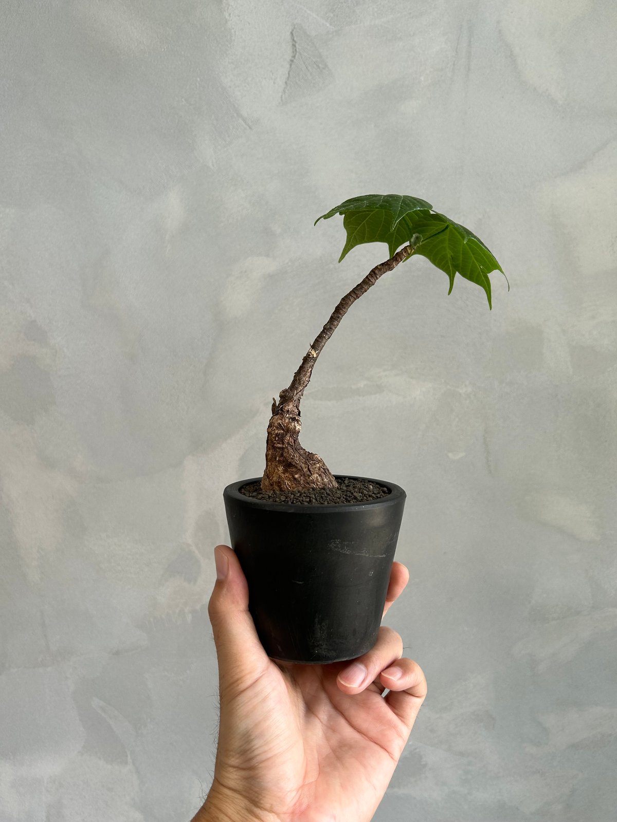 フィルミアナ コロラータ | ソレトナ植物店