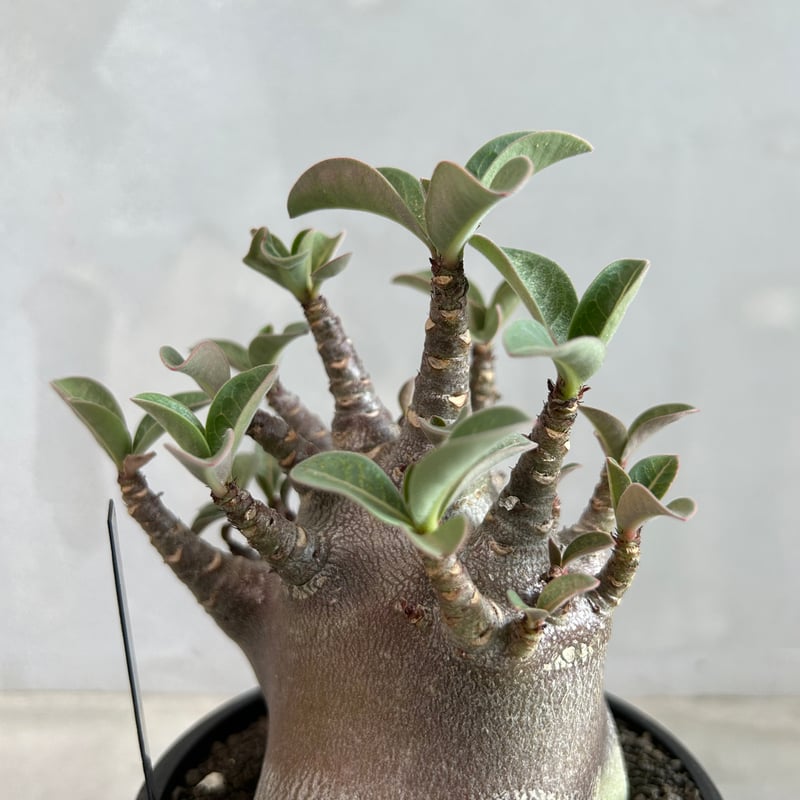 アデニウム アラビカム スーパードワーフ ブラック | ソレトナ植物店