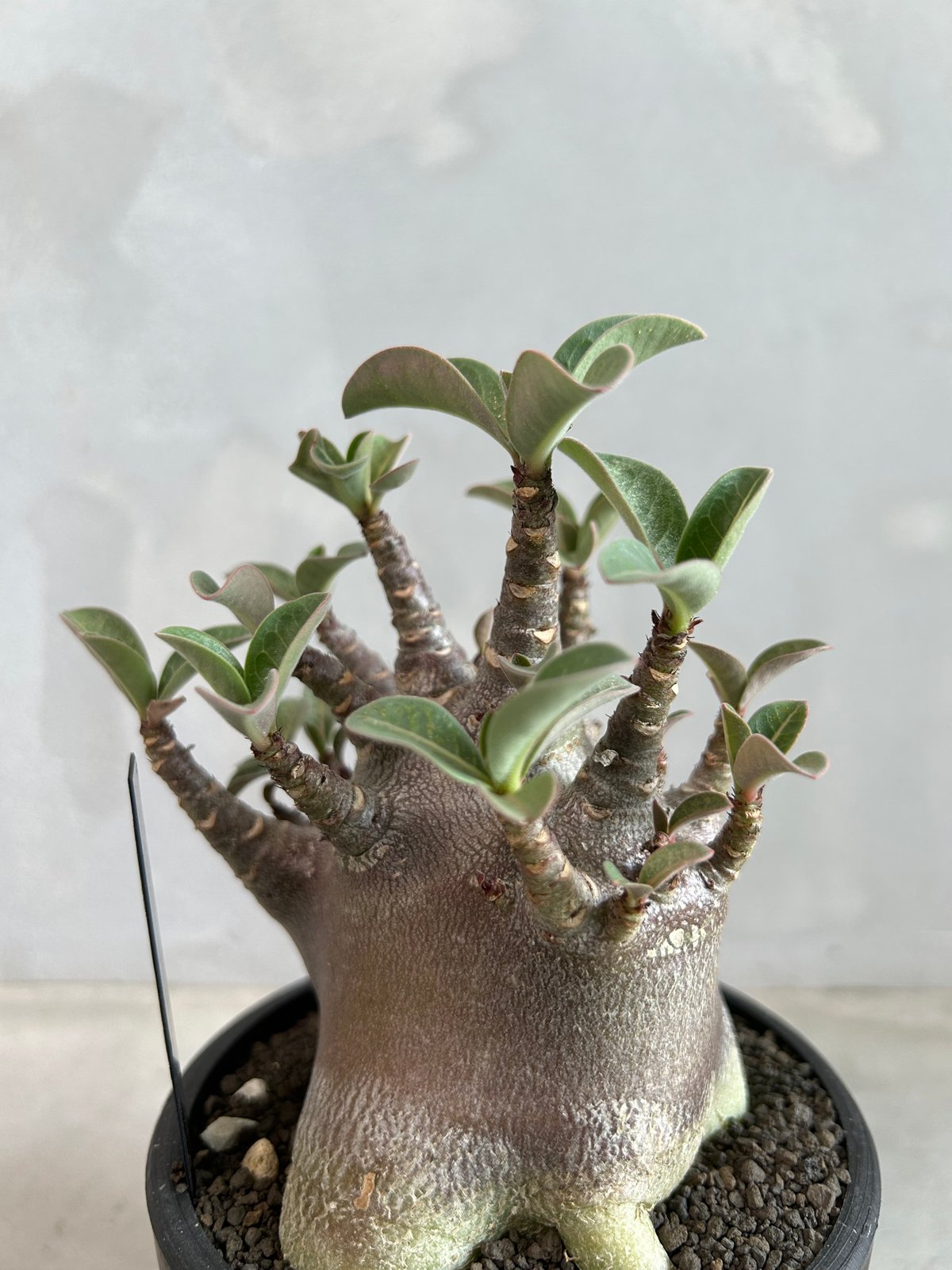アデニウム アラビカム スーパードワーフ ブラック | ソレトナ植物店