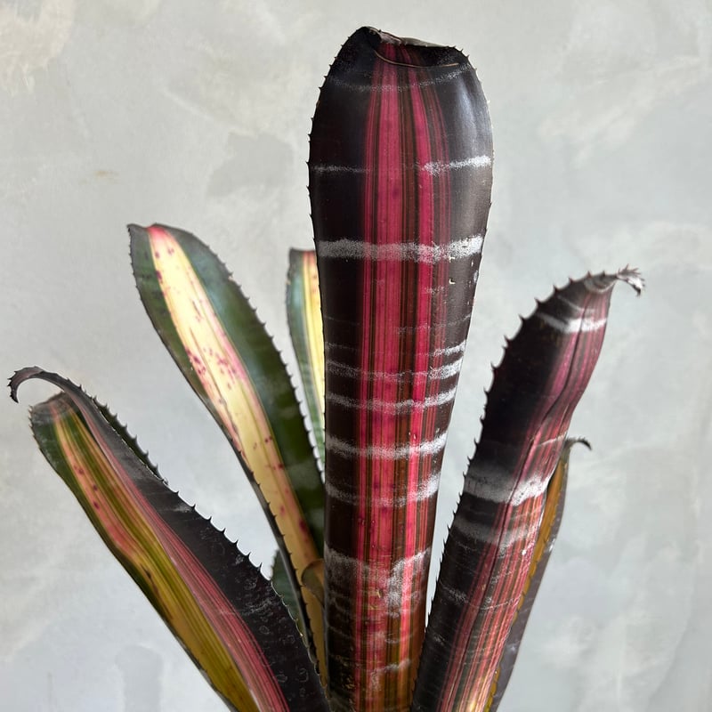 エクメア ロベルト メネスカル | ソレトナ植物店