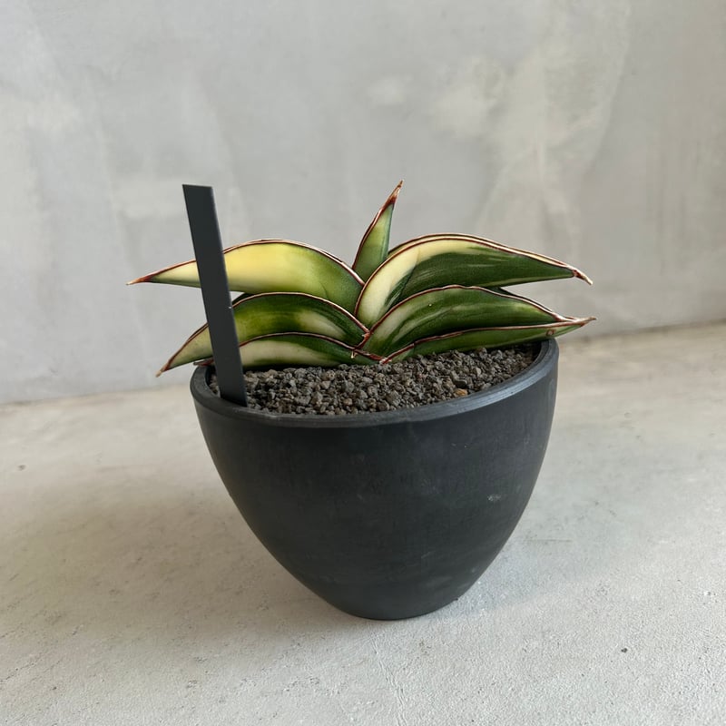 サンスベリア ロブスタ 斑入 Sansevieria Robusta Ver サンセベリア ロブスター 斑入り | ソレトナ植物店