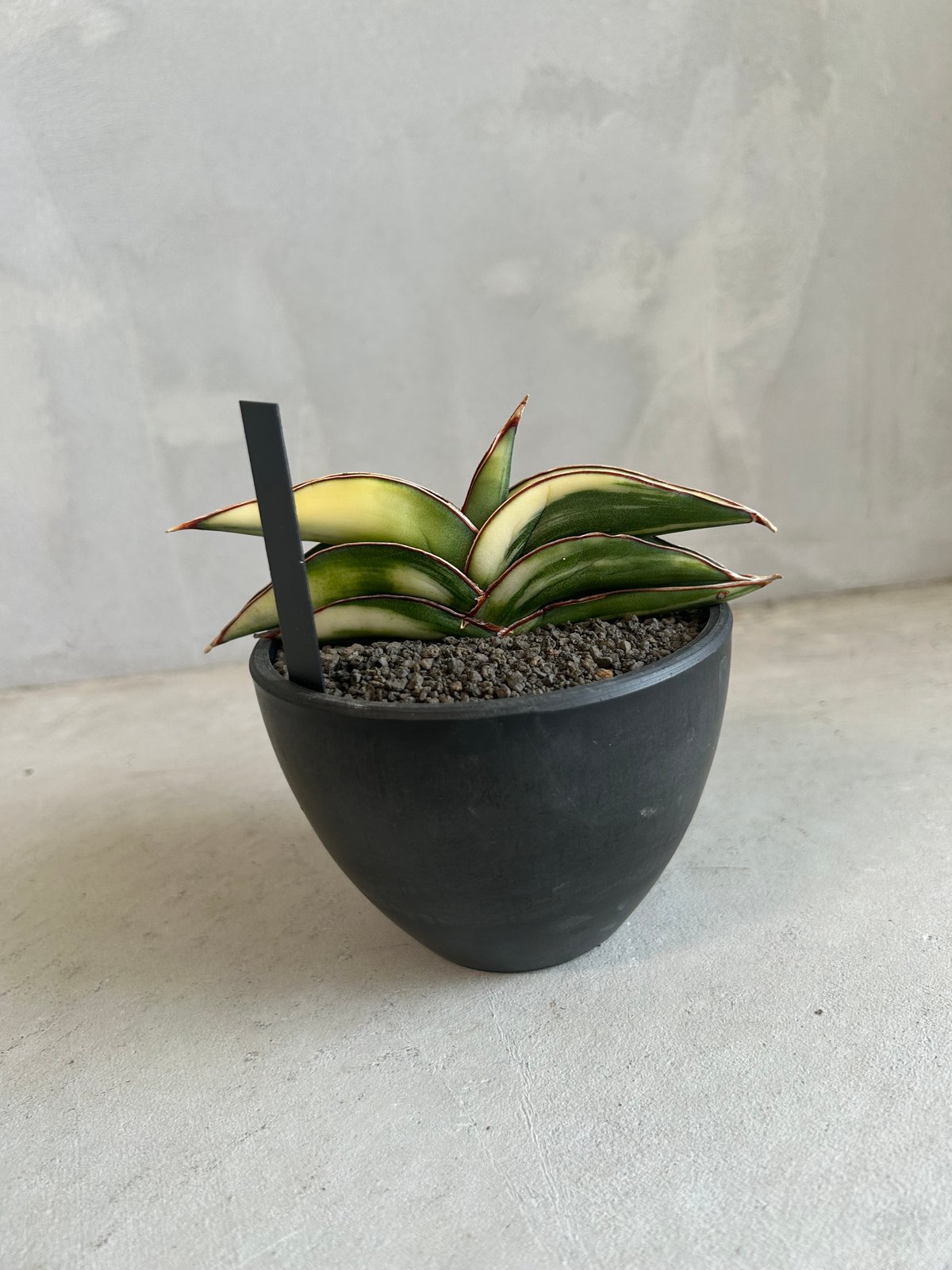 サンスベリア ロブスタ 斑入 Sansevieria Robusta Ver サンスベリア ロブスタ 斑入 Sansevieria Robusta Ver