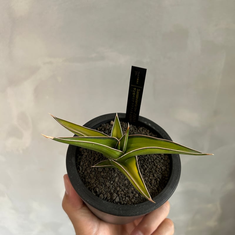 サンセベリア lav.23251 | ソレトナ植物店