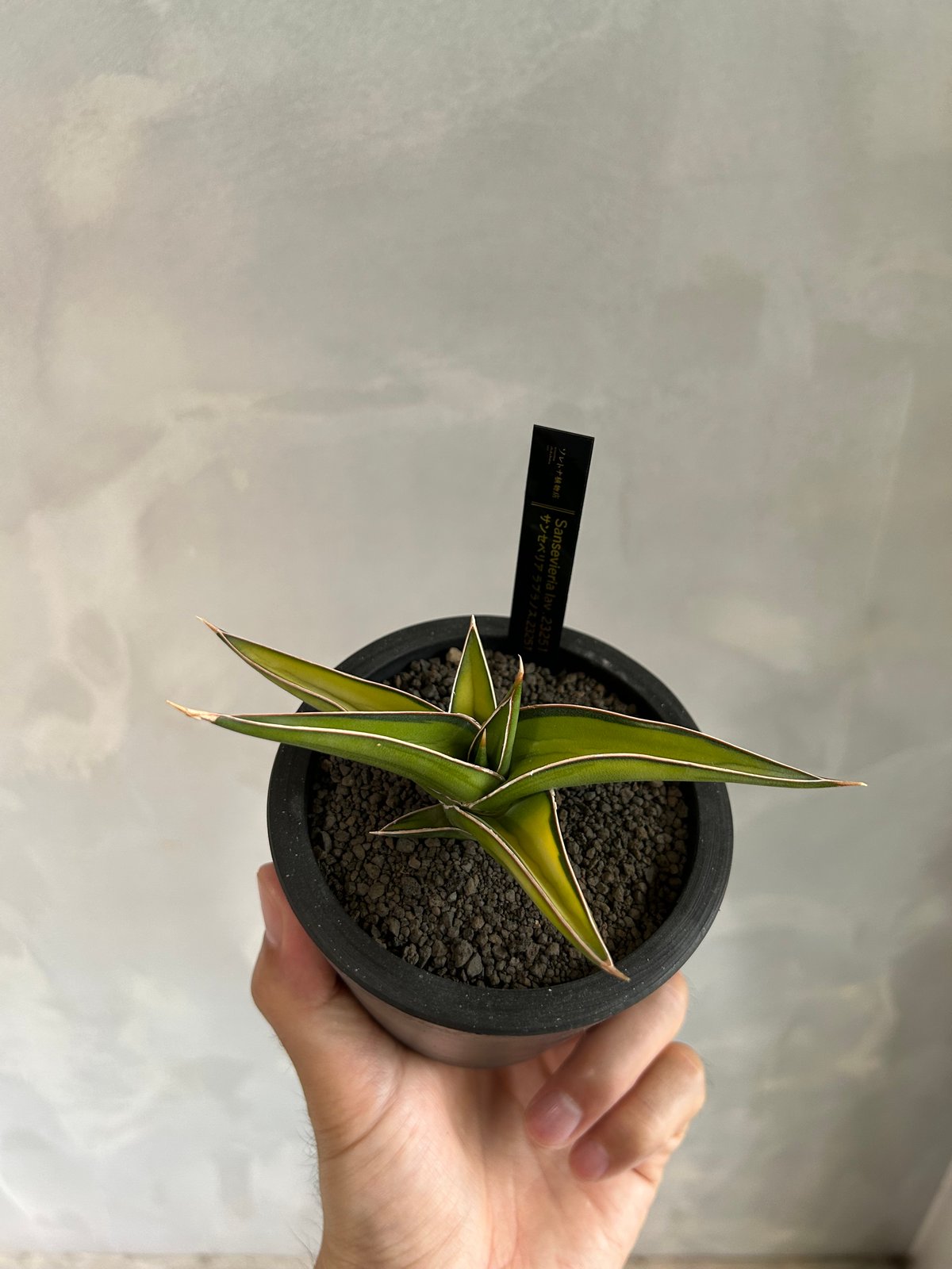 サンセベリア lav.23251 | ソレトナ植物店