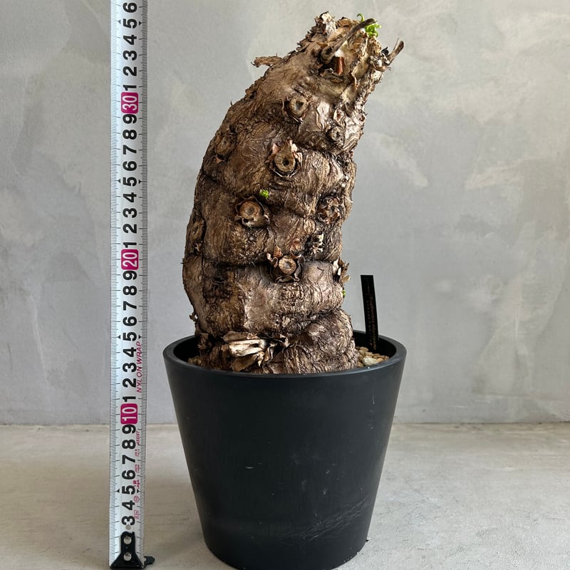 ユーフォルビア ムランジーナ (発根済み) | ソレトナ植物店