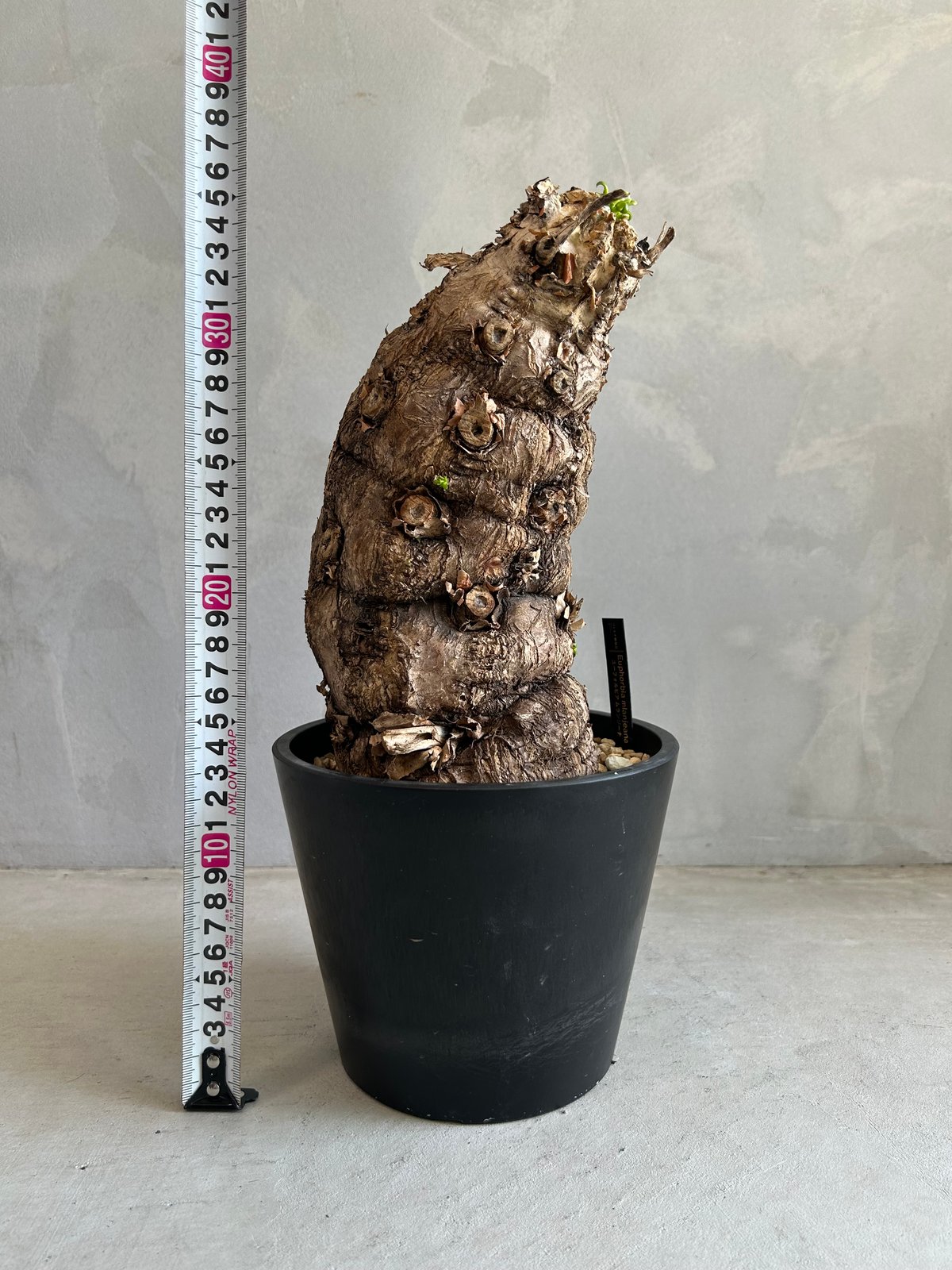 ユーフォルビア　ムランジーナ　現地球　発根確認済　鉢のまま発根 ユーフォルビア ムランジーナ 発根済 大株 ユーフォルビア