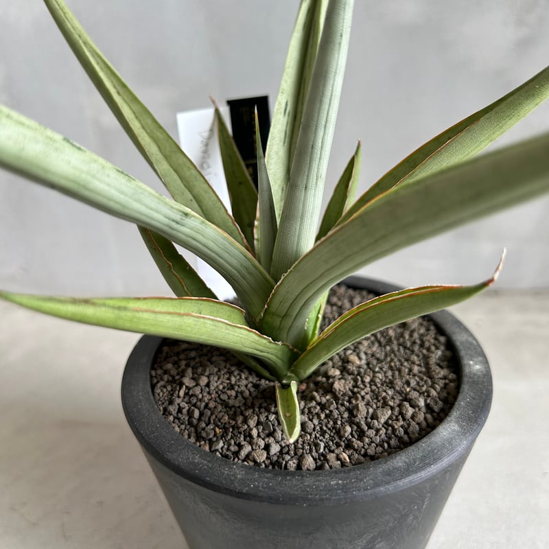 サンスベリア ダンシングドラゴン　超希少　ビッグサイズ ⭐︎本物⭐︎【超希少】サンスベリア ダンシングドラゴン