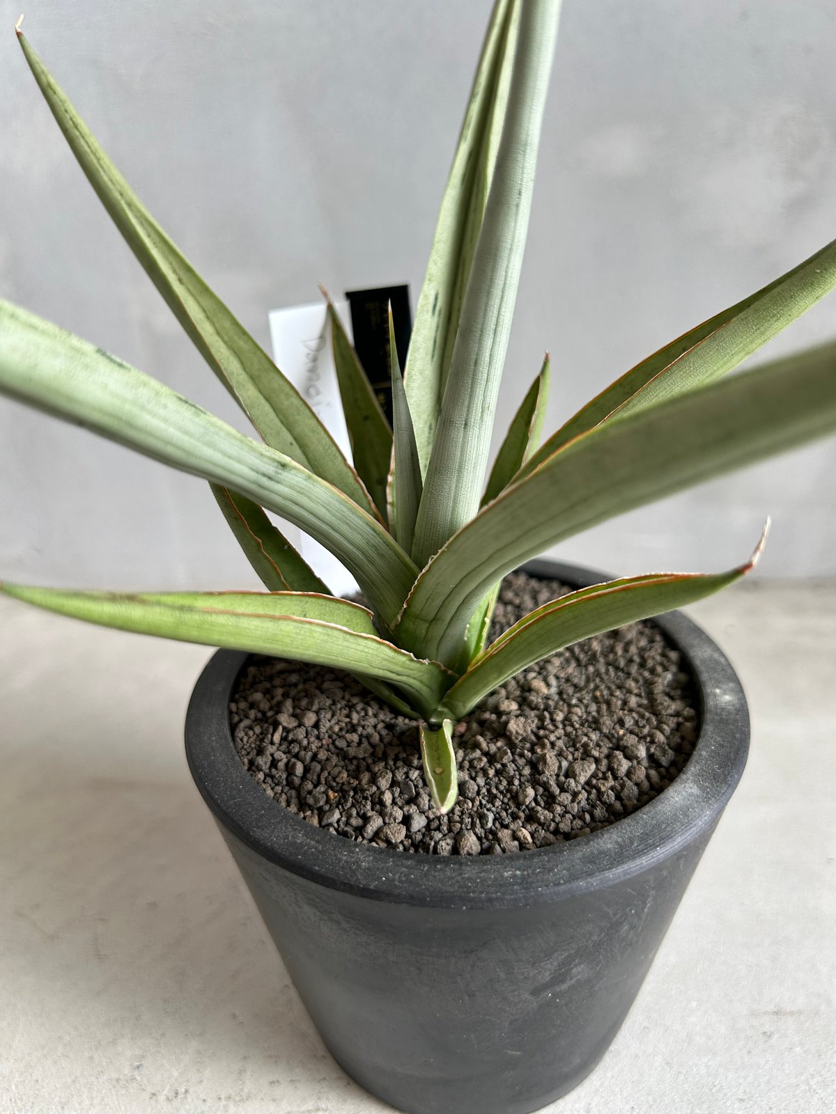 サンセベリア ダンシング ドラゴン | ソレトナ植物店