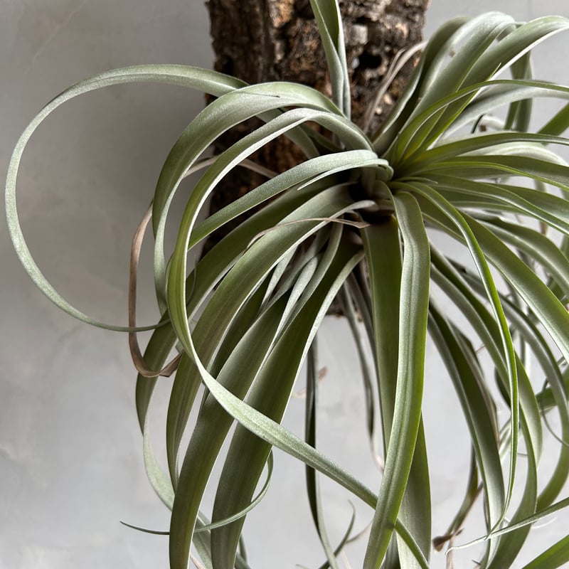 ティランジア リオホンドエンシスレッドクローン | ソレトナ植物店