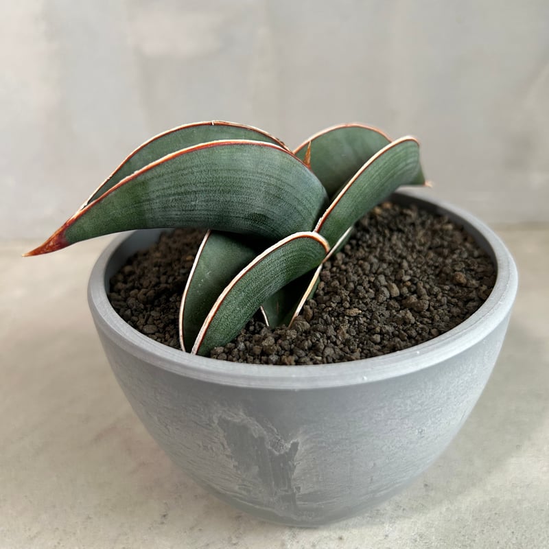サンセベリア ロリダ | ソレトナ植物店