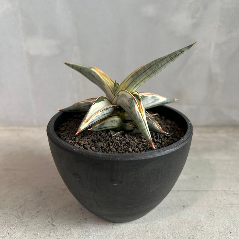サンセベリア ブルー クローン 白斑 | ソレトナ植物店