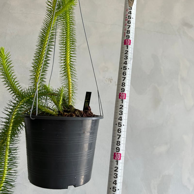 フペルジア　スクエアローサ　5号 フペルジア・スクアローサ ニューギニア ※5号鉢サイズ | Botanical56