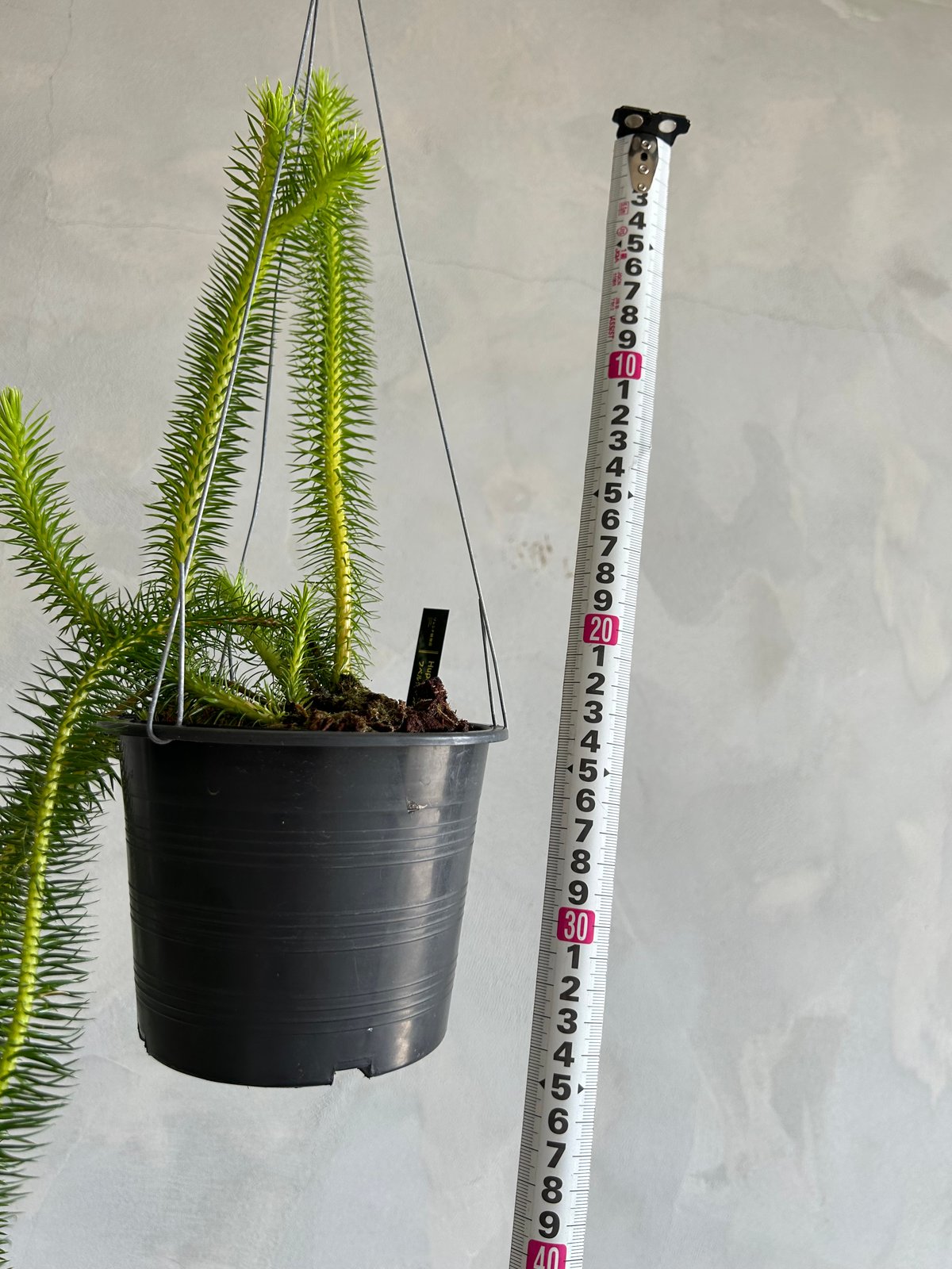 フペルジア スクアローサ | ソレトナ植物店