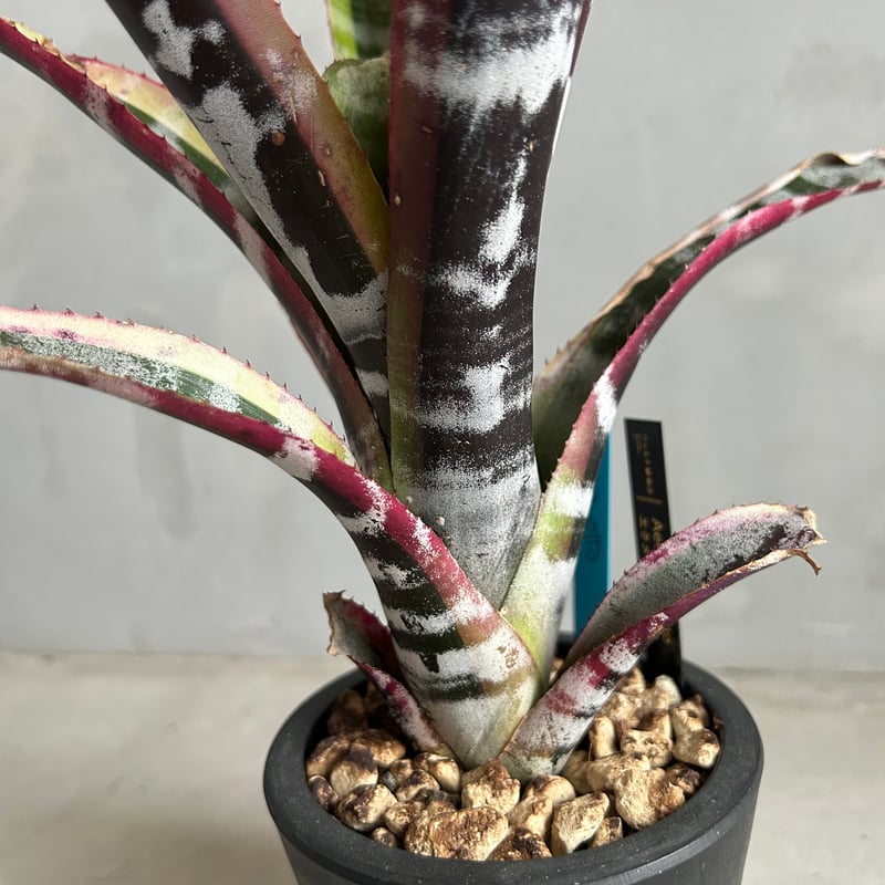 エクメア　オットー エクメア オットー | ソレトナ植物店