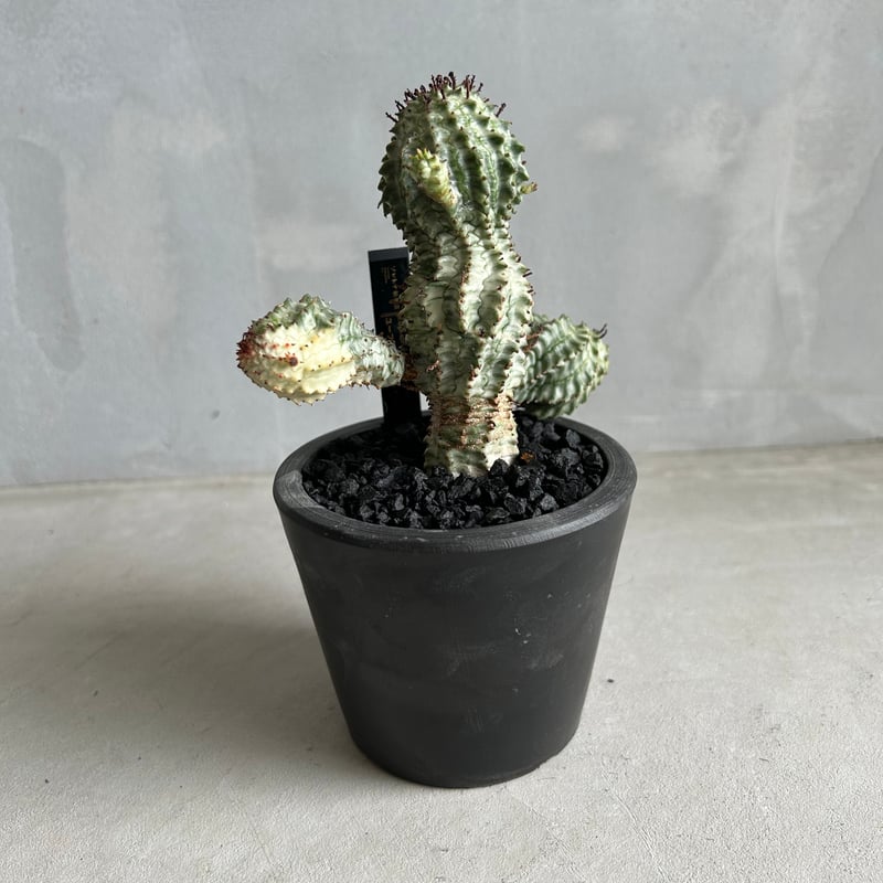 ユーフォルビア ペルドルシアナ | ソレトナ植物店