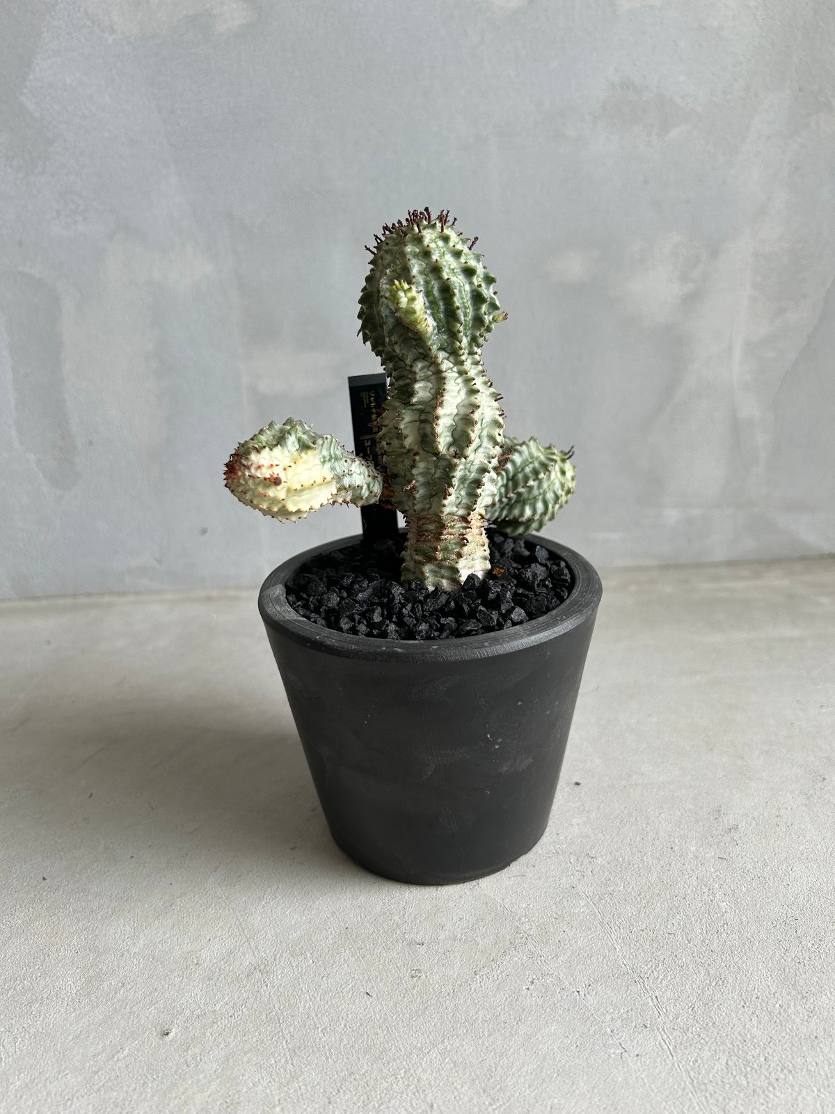 ユーフォルビア ペルドルシアナ | ソレトナ植物店