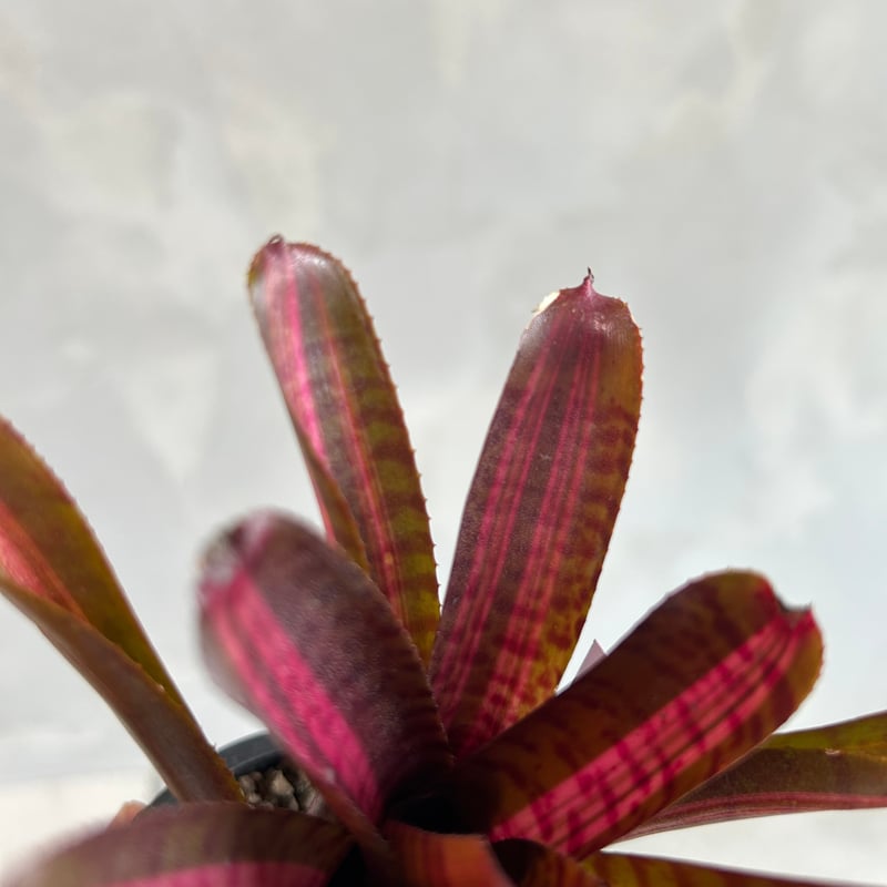 ネオレゲリア スコタッグズ コードレッド | ソレトナ植物店