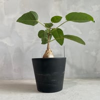 パキポディウム ウィンゾリー(タイ実生苗) | ソレトナ植物店