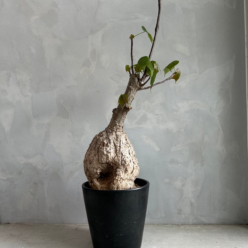 フィルミアナ コロラータ | ソレトナ植物店