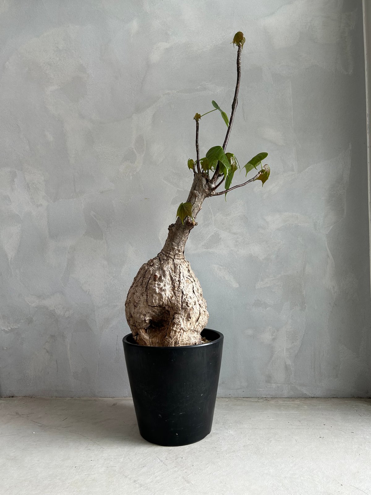 フィルミアナ コロラータ | ソレトナ植物店