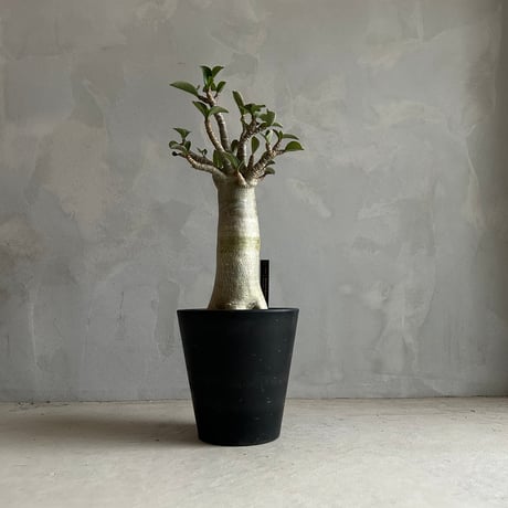 CATEGORY 塊根植物 | ソレトナ植物店