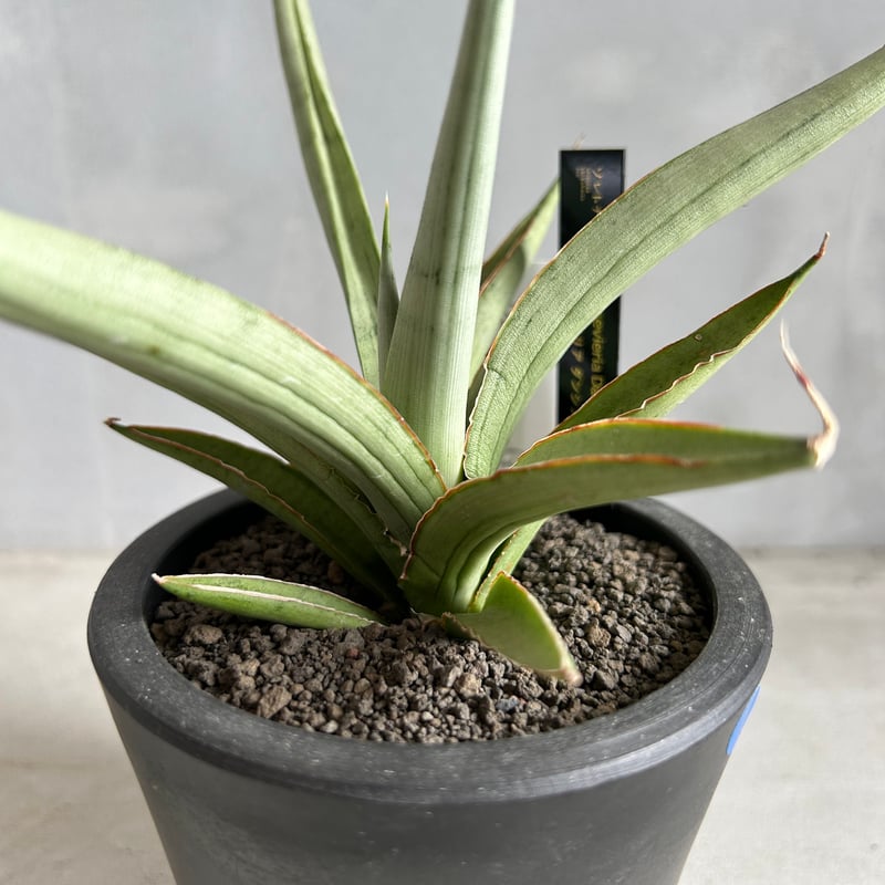 ⭐︎本物⭐︎【超希少】サンスベリア　ダンシングドラゴン　Dancing Dragon サンセベリア ダンシング ドラゴン「Sansevieria Dancing Dragon
