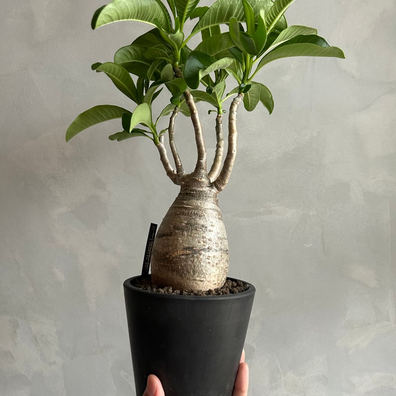 パキポディウム デカリー | ソレトナ植物店