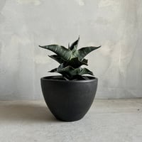 サンセベリア lav.23251 | ソレトナ植物店