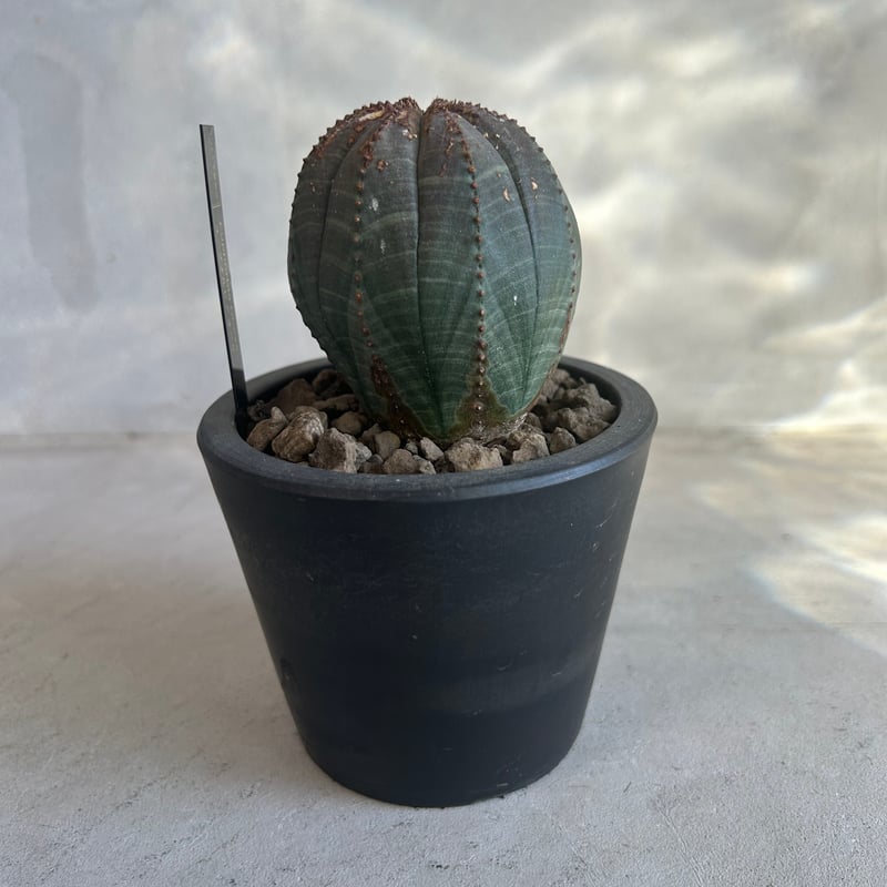 ユーフォルビア オベサ | ソレトナ植物店