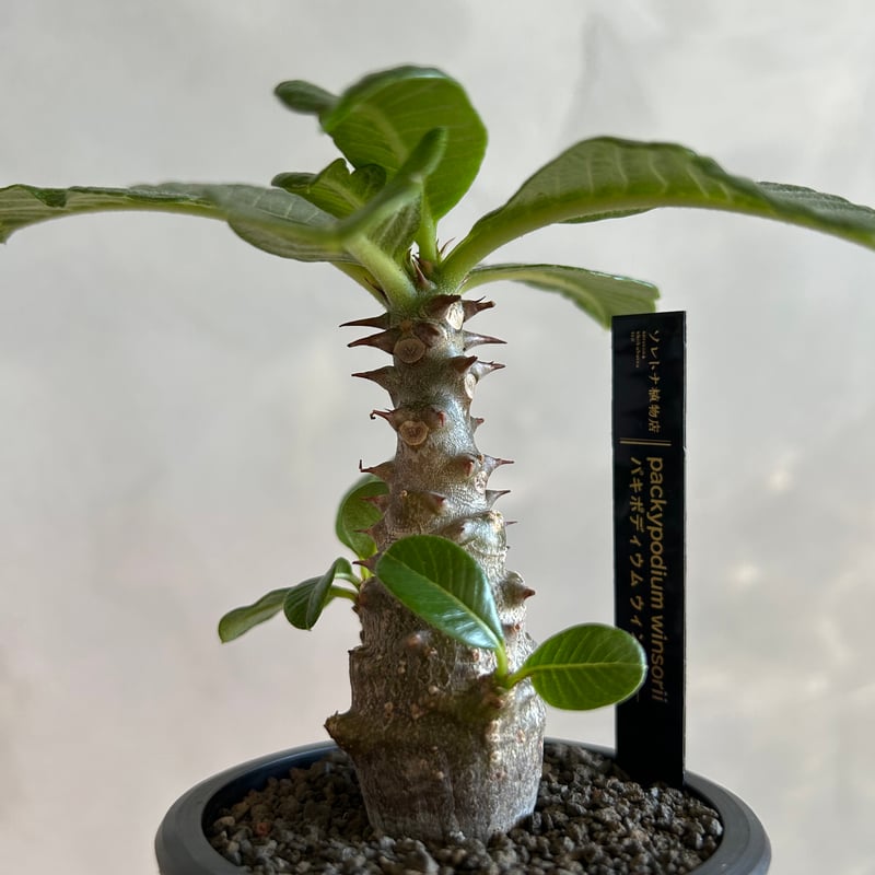 パキポディウム ウィンゾリー(実生苗) | ソレトナ植物店