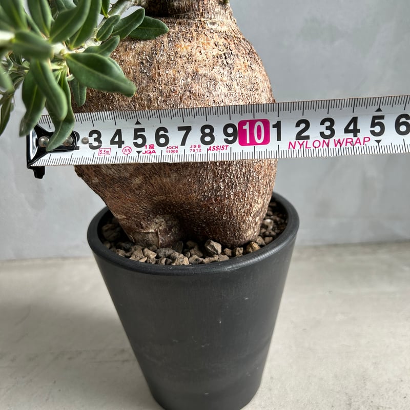パキポディウム ビスピノーサム | ソレトナ植物店