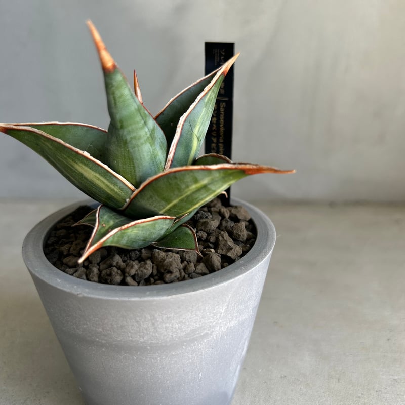 サンセベリア ピングイキュラ 斑入り | ソレトナ植物店
