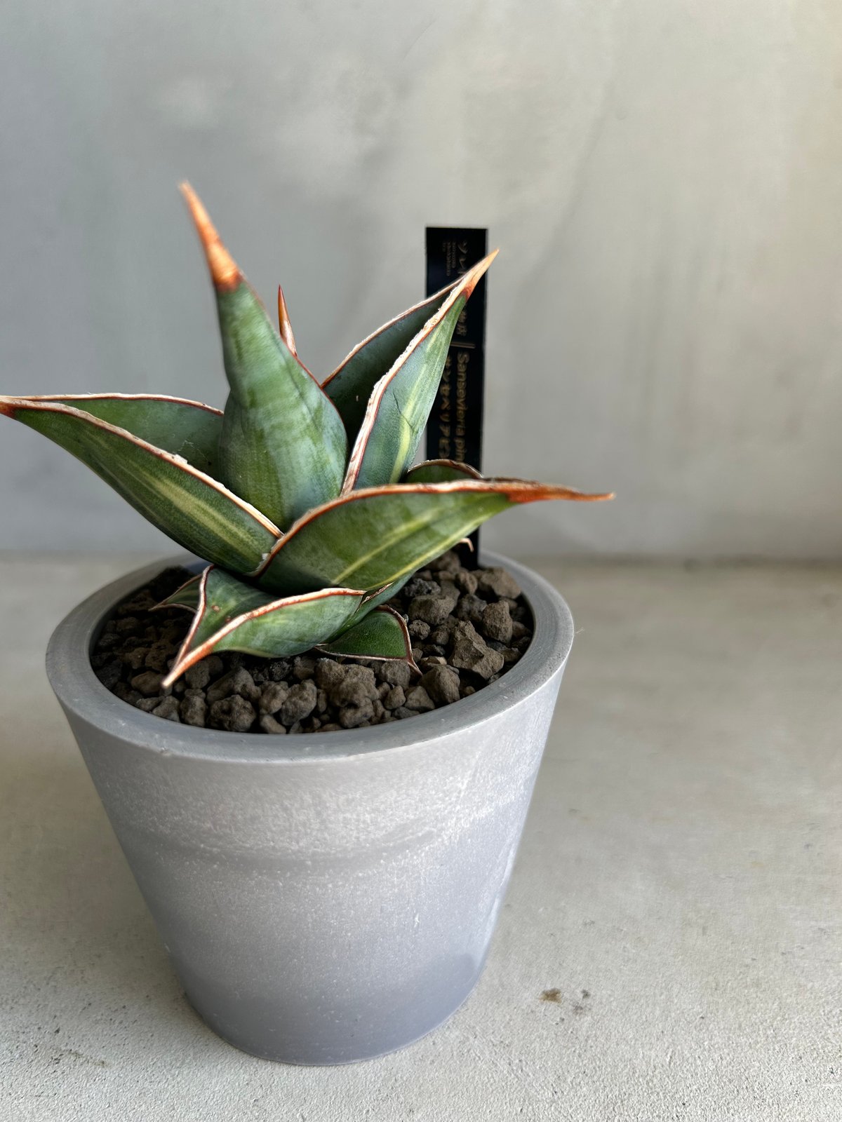 サンセベリア ピングイキュラ 斑入り | ソレトナ植物店