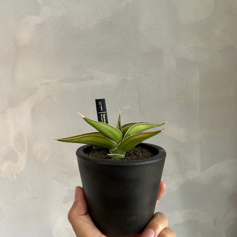 サンセベリア lav.23251 | ソレトナ植物店