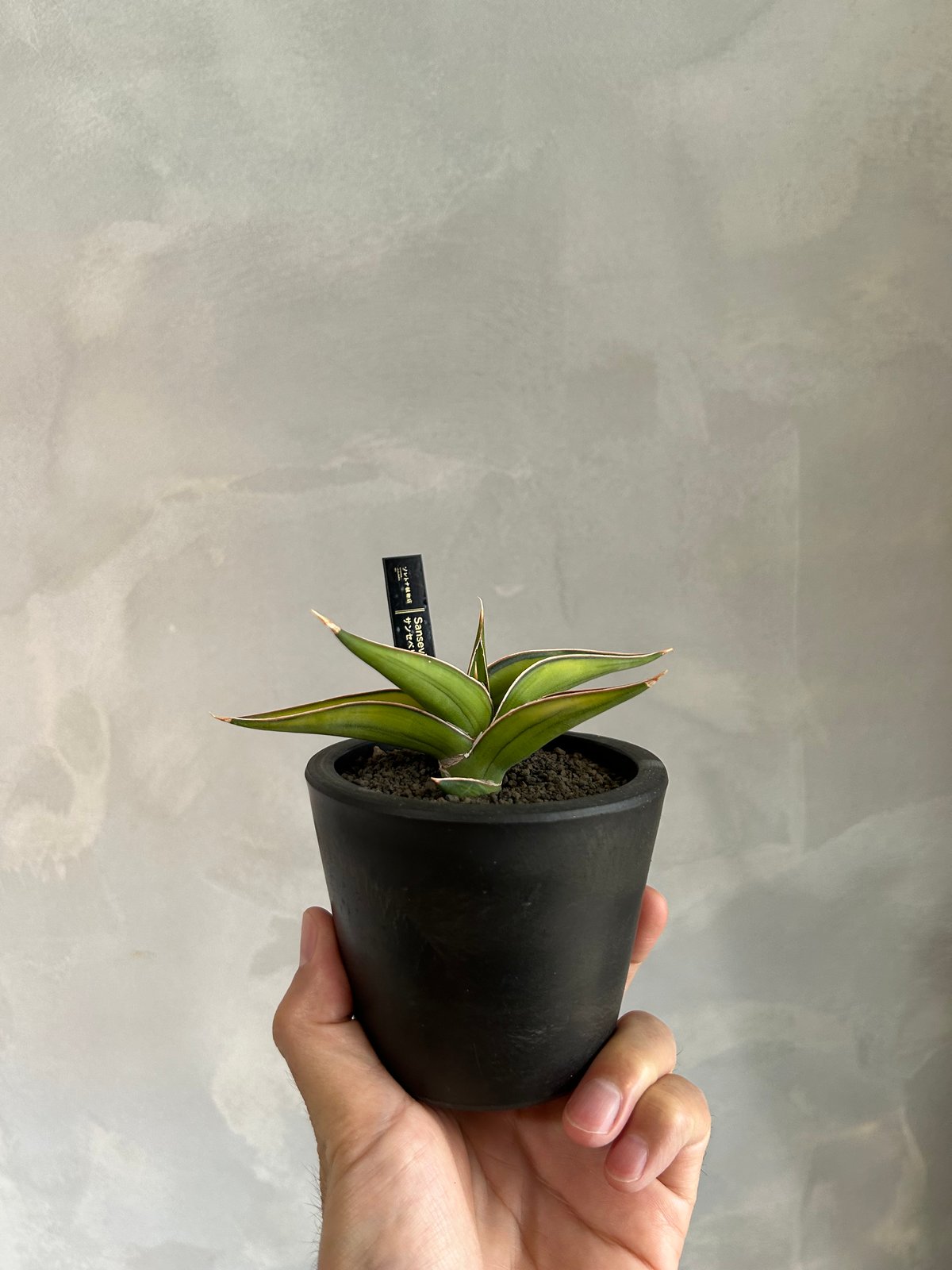 サンセベリア lav.23251 | ソレトナ植物店