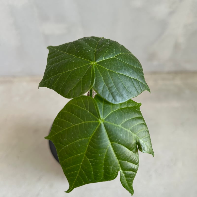 フィルミアナ コロラータ | ソレトナ植物店