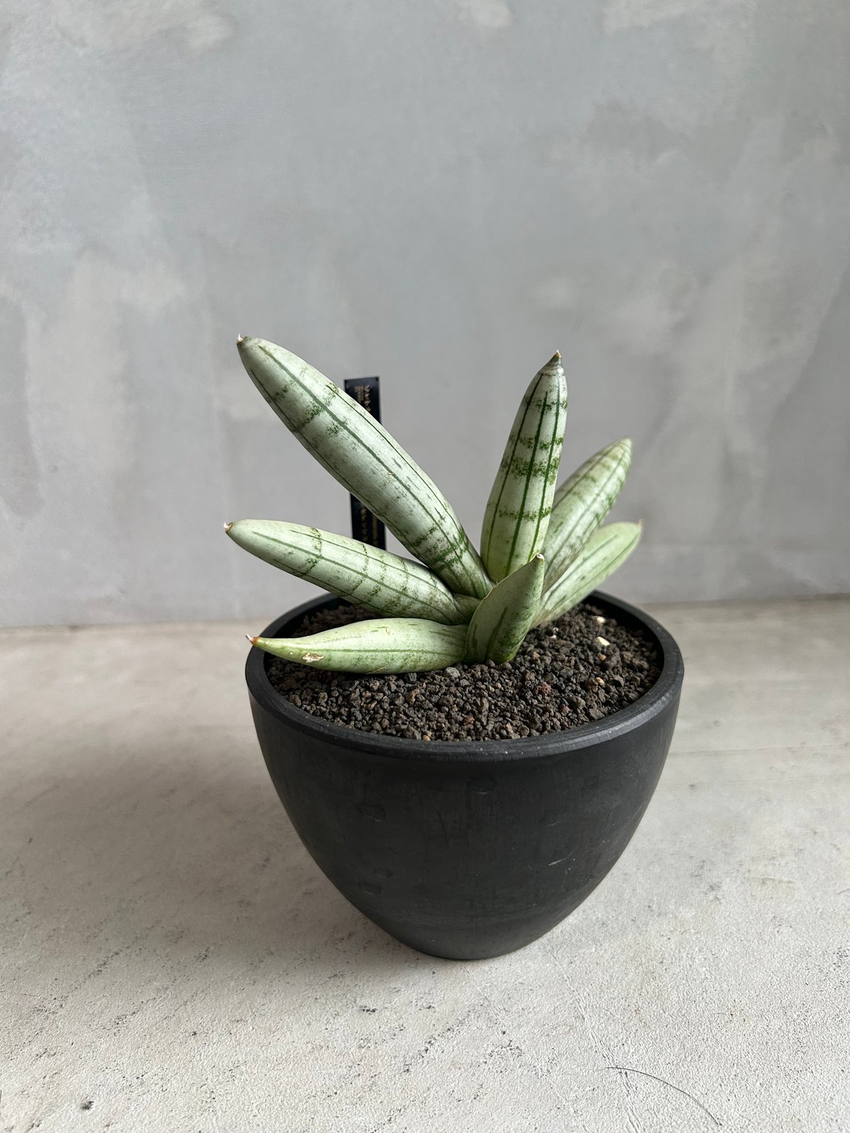 サンセベリア ボンセレンシス プラチナム クロス | ソレトナ植物店