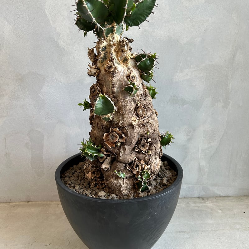 ユーフォルビア　ムランジーナ　発根済　塊根植物 ユーフォルビア ムランジーナ (発根済み) | ソレトナ植物店