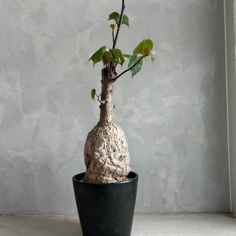 フィルミアナ コロラータ | ソレトナ植物店