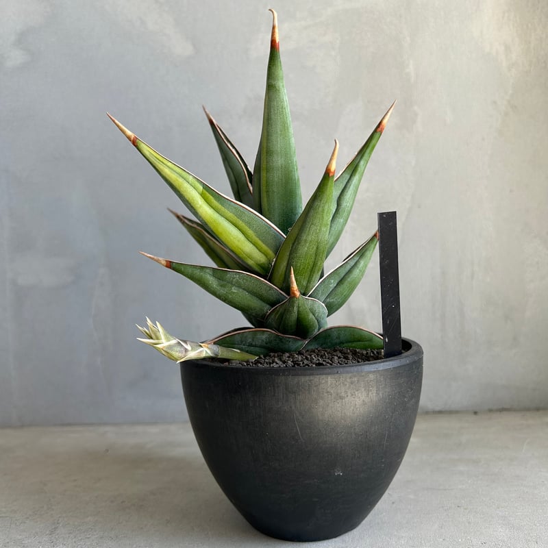 サンセベリア ピングイキュラ 斑入り | ソレトナ植物店