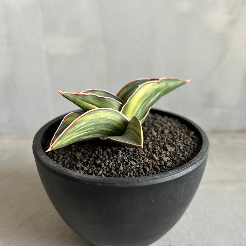 サンセベリア サムライ ドワーフ 斑入り | ソレトナ植物店