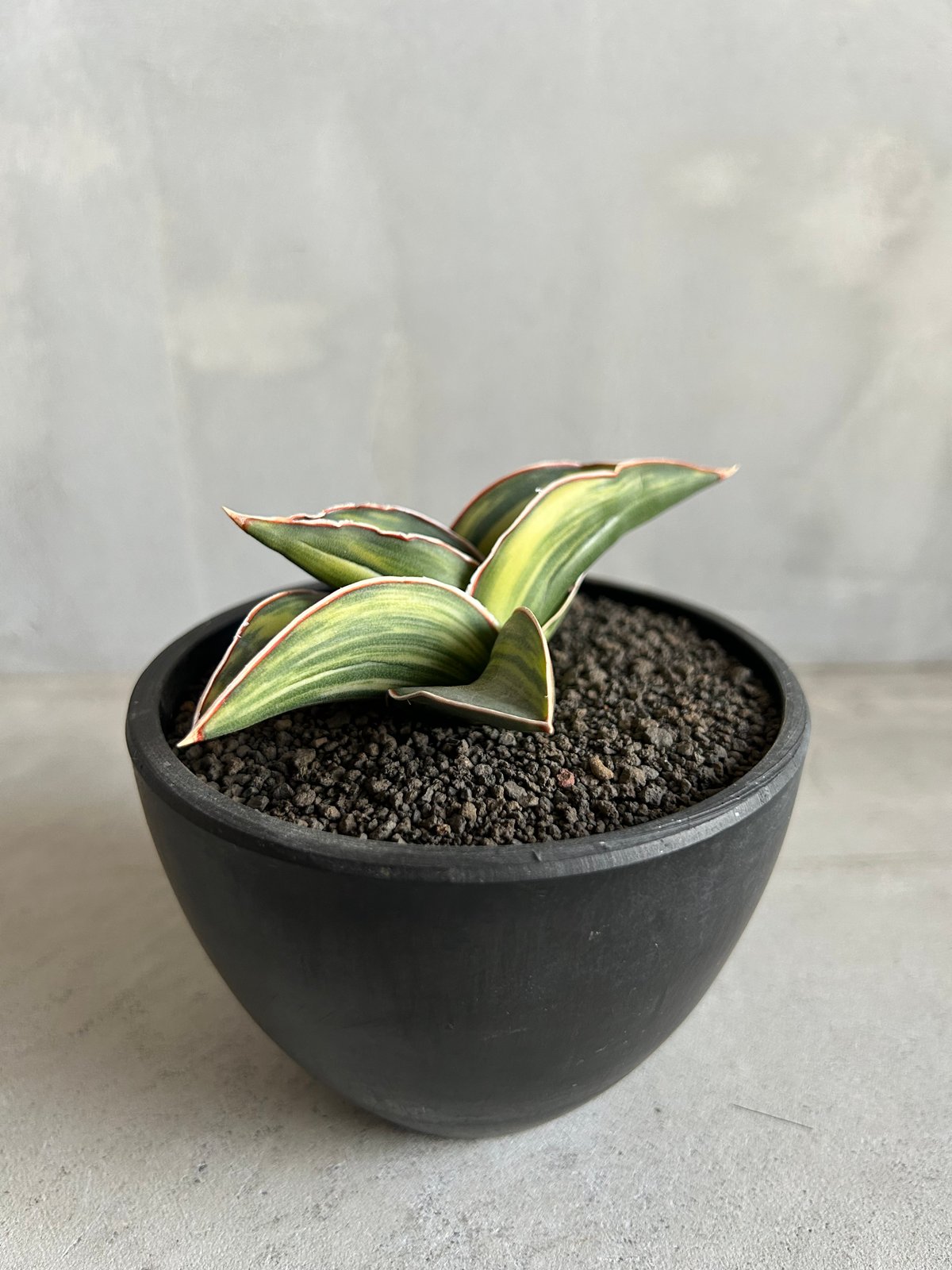 サンセベリア サムライドワーフ サンセベリア サムライ ドワーフ 斑入り | ソレトナ植物店