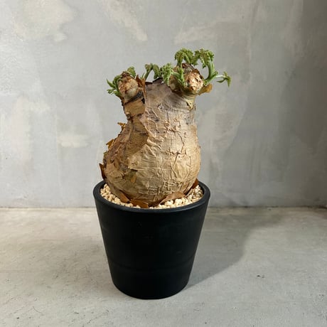 マクロプス | STORES