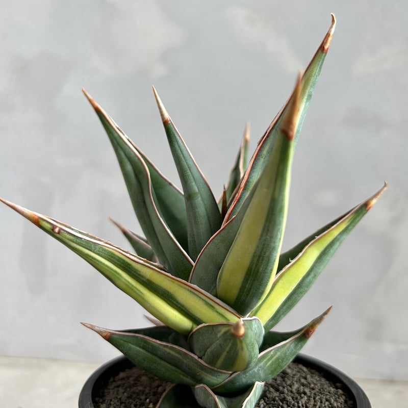 サンセベリア☆ピングイキュラ　極上！斑入り サンセベリア ピングイキュラ 斑入り サンスベリア サンセベリア