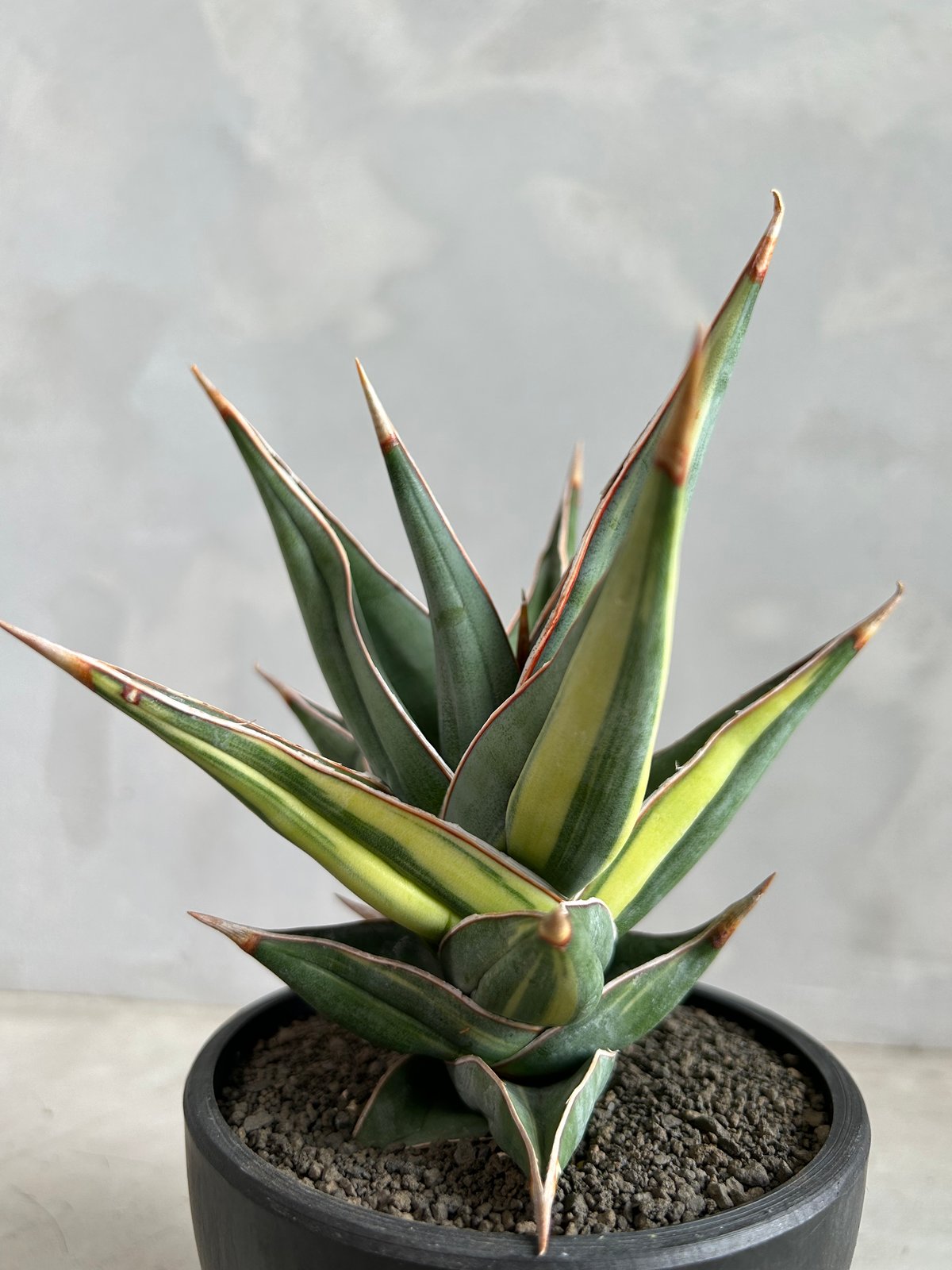 サンスベリア　ピングイキュラ　斑入り サンセベリア ピングイキュラ 斑入り | ソレトナ植物店