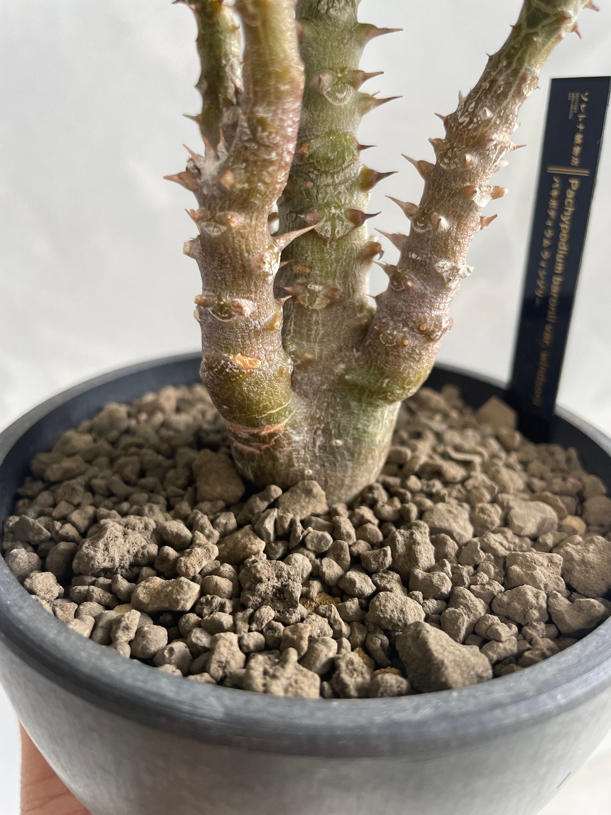 パキポディウム・ウィンゾリー タイ実生 パキポディウム ウィンゾリー(タイ実生苗) | ソレトナ植物店