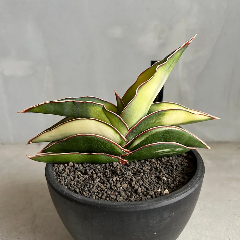 超希少　サンセベリア　ロブスター サンセベリア ロブスター 斑入り | ソレトナ植物店