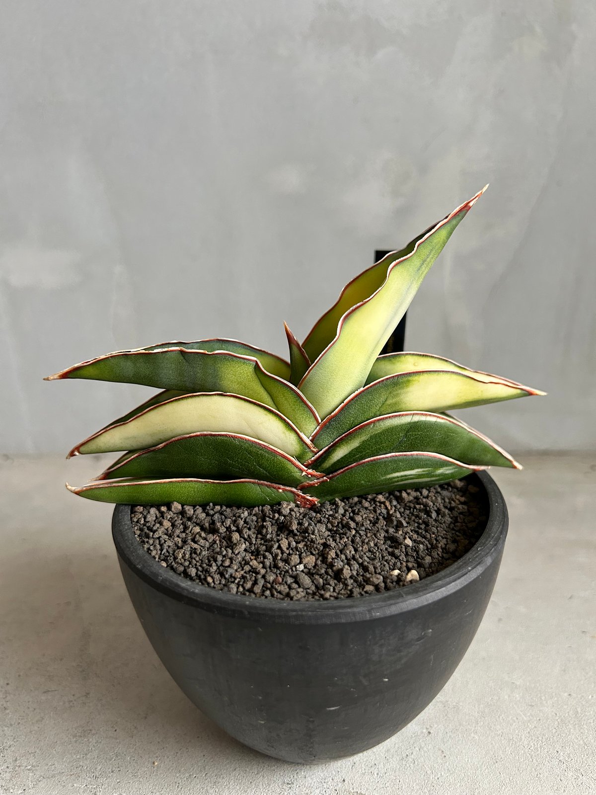 サンセベリア ロブスター 斑入り | ソレトナ植物店