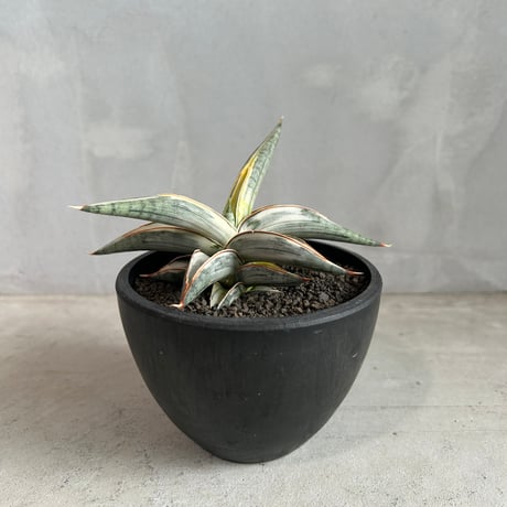 CATEGORY サンセベリア | ソレトナ植物店