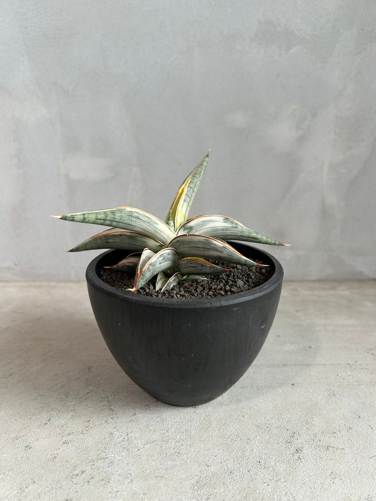 サンセベリア ブルー クローン 白斑 | ソレトナ植物店